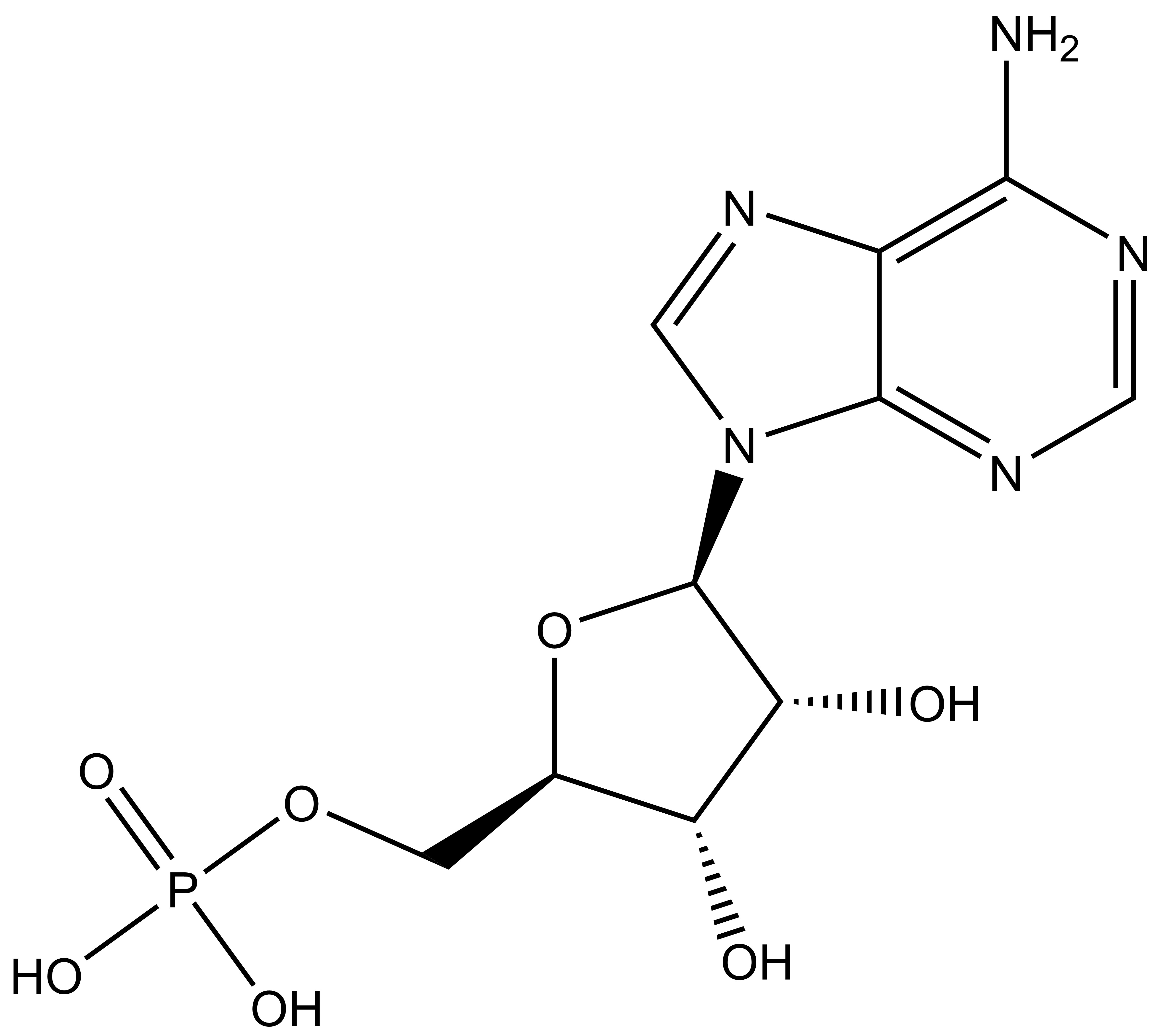 Adenosine monophosphate