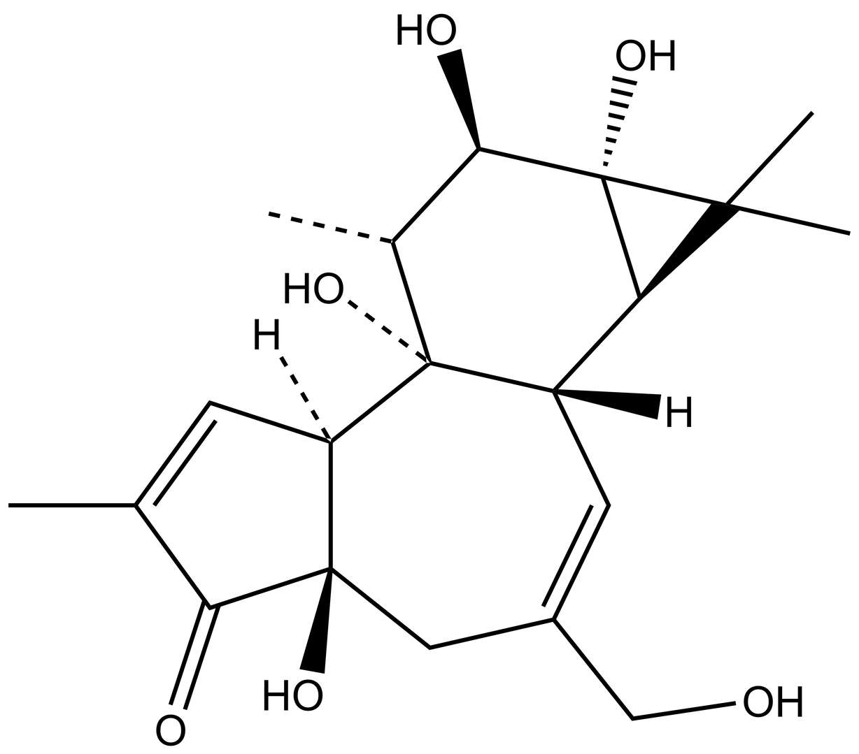 Phorbol