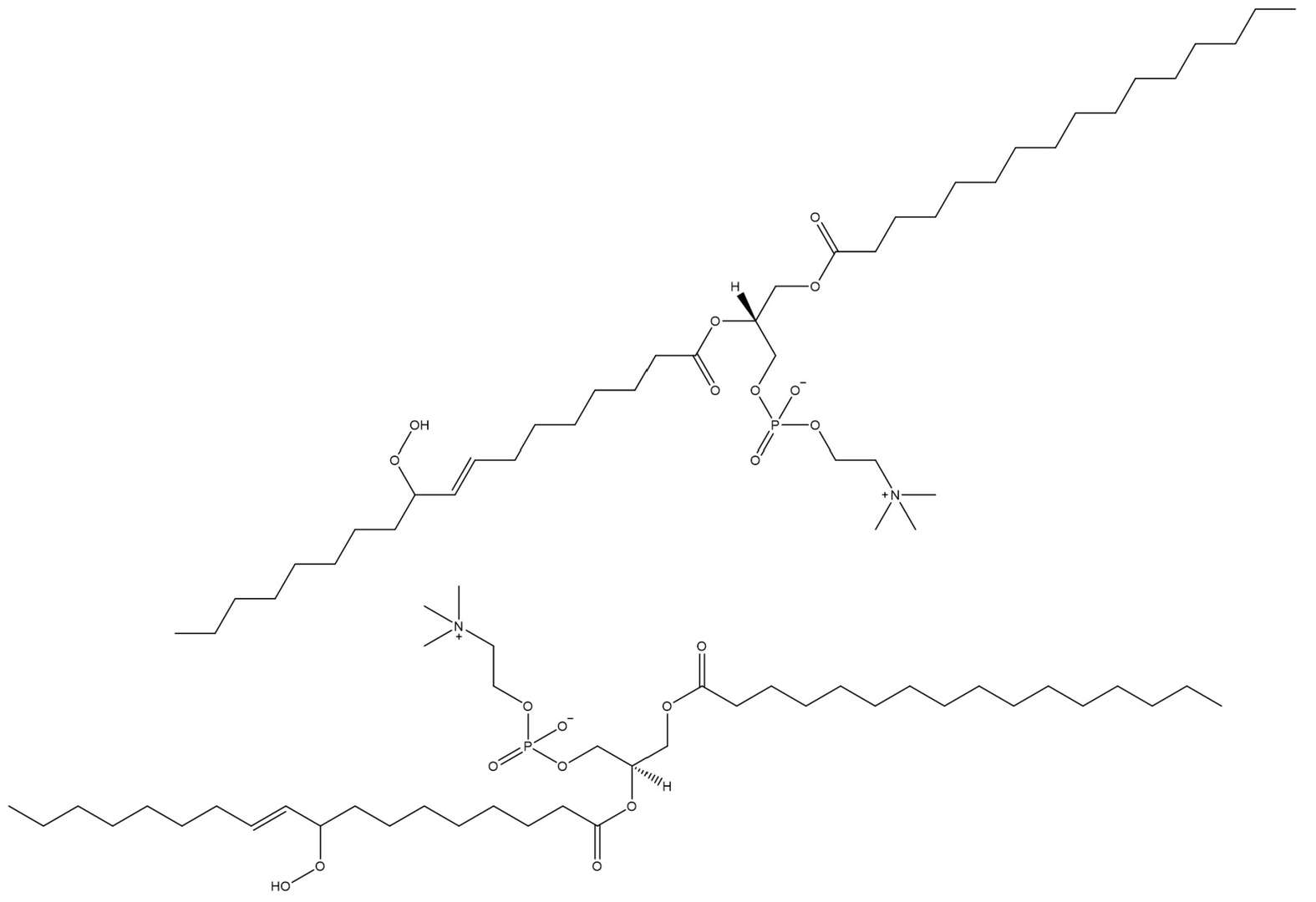 Hydroperoxy POPC