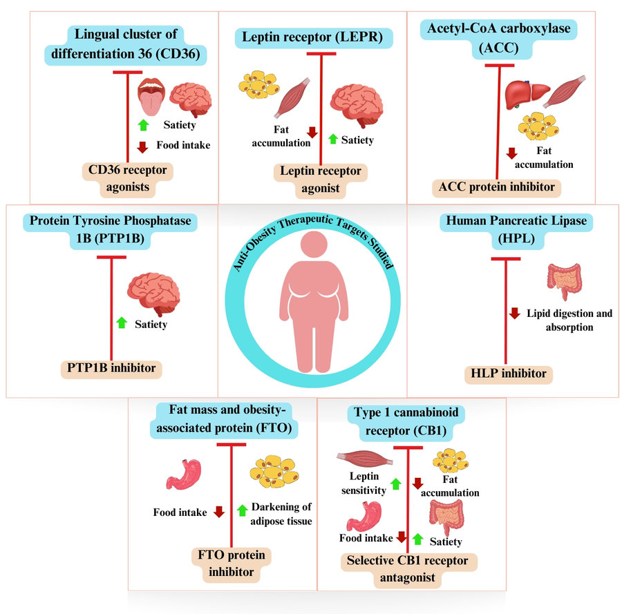 Fig.1 Infographic of 7 validated anti-obesity therapeutic targets (CD36, LEPR, ACC, PTP1B, HPL, FTO, CB1) showing in silico and in vivo confirmed metabolic effects; arrows indicate increased satiety, reduced fat accumulation, and inhibited lipid digestion for obesity drug discovery. (de Medeiros, et al., 2024)