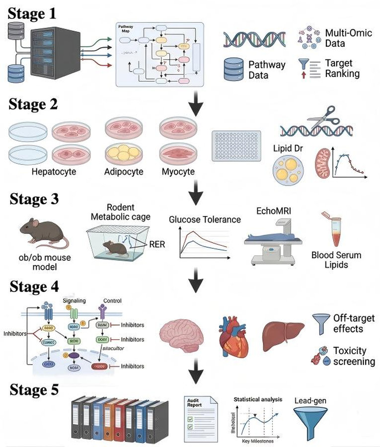 Process of our new obesity target validation service. (Protheragen)