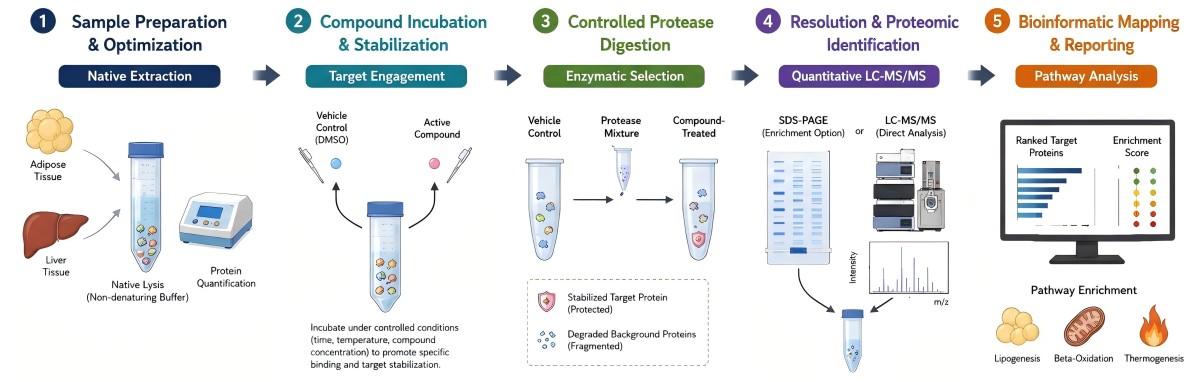 Process of our drug affinity responsive target stability (DARTS)-based obesity target screening service. (Protheragen)