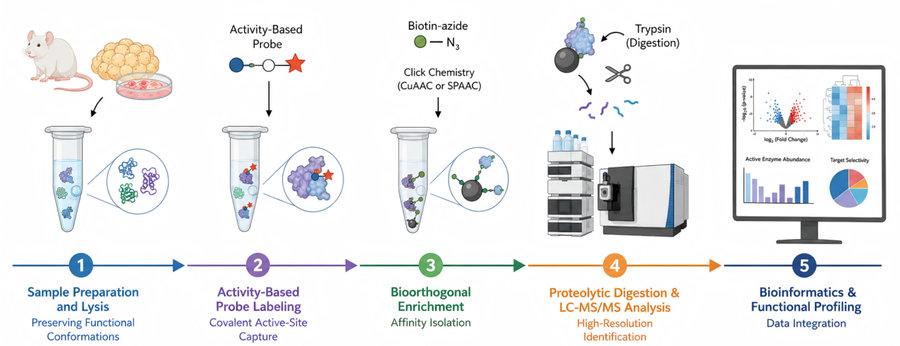 Process of our activity-based protein profiling service. (Protheragen)