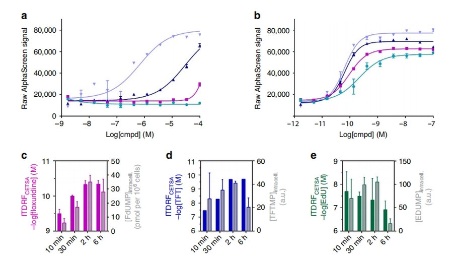 Fig.1 CETSA analysis of TS target engagement in K562 cells: 5-fluorouracil shows slow intracellular activation to FdUMP with delayed TS binding, while floxuridine/TFT/EdU rapidly form active monophosphates for immediate TS stabilization, with direct correlation between metabolite levels and CETSA signal. (Almqvist, et al., 2026)