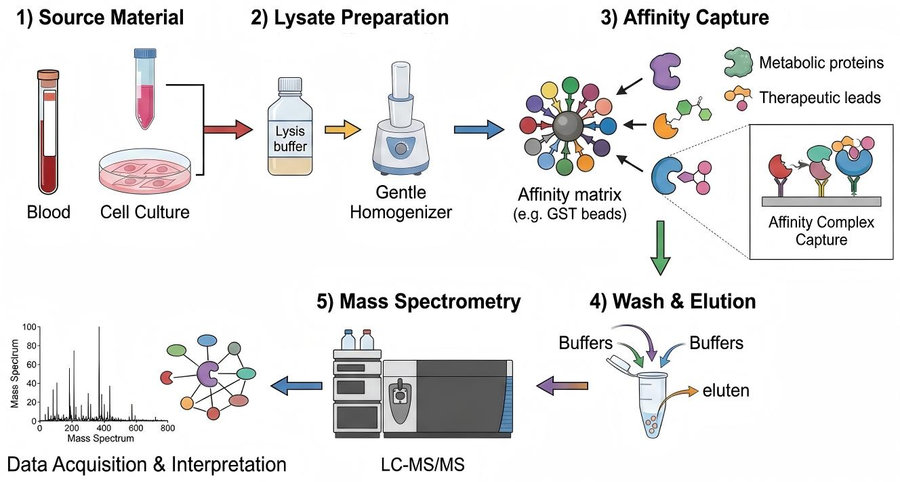 Process of our pull-down-based obesity target screening service. (Protheragen)