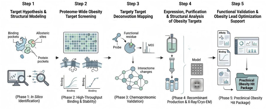 Process of our new obesity target screening service. (Protheragen)