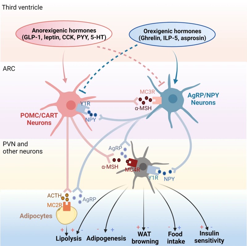 The role of the melanocortin pathway in obesity. (Wen, et al., 2022)