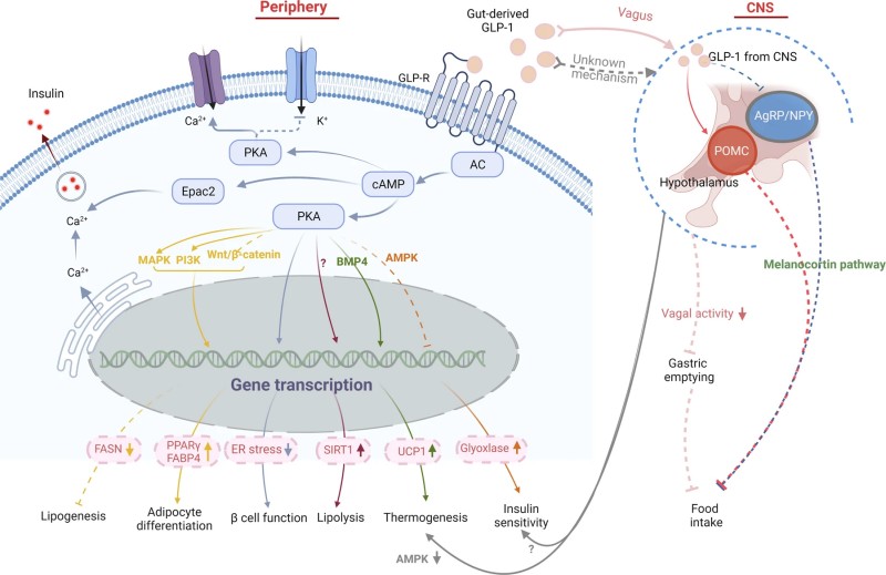 The role of GLP-1 signaling pathways in obesity. (Wen, et al., 2022)