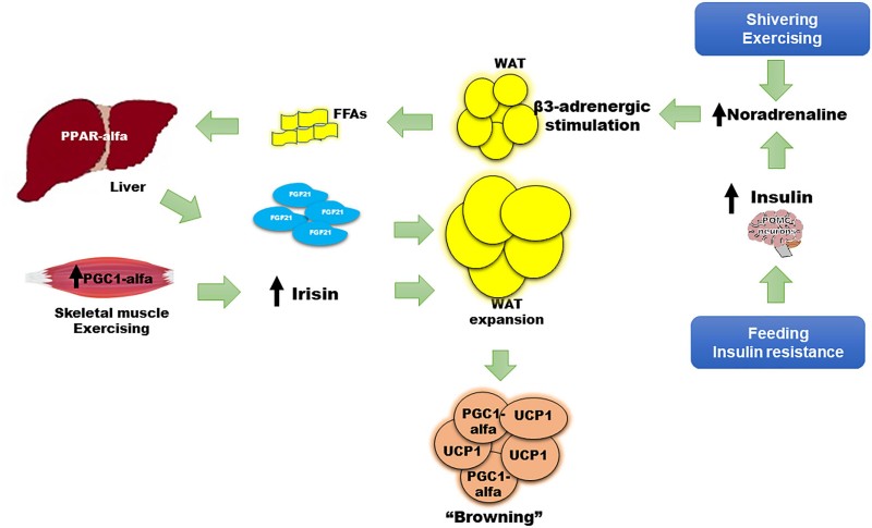 Effects of FGF21 on adipose tissue. (Cuevas-Ramos, et al., 2019)
