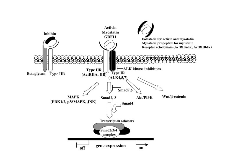 The pathway through which activin receptors conduct signal transduction. (Tsuchida, et al., 2009)