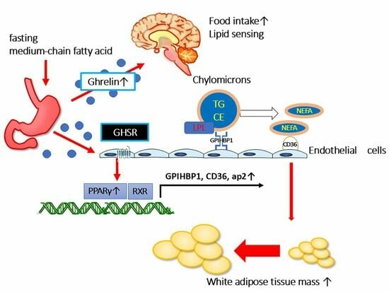 The role of GHSR in the mechanism of obesity induced by auxin-releasing peptides. (Urai, et al., 2024)