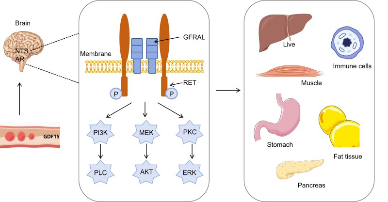 Mechanism of action of anti-obesity drugs targeting GDF15. (Protheragen)