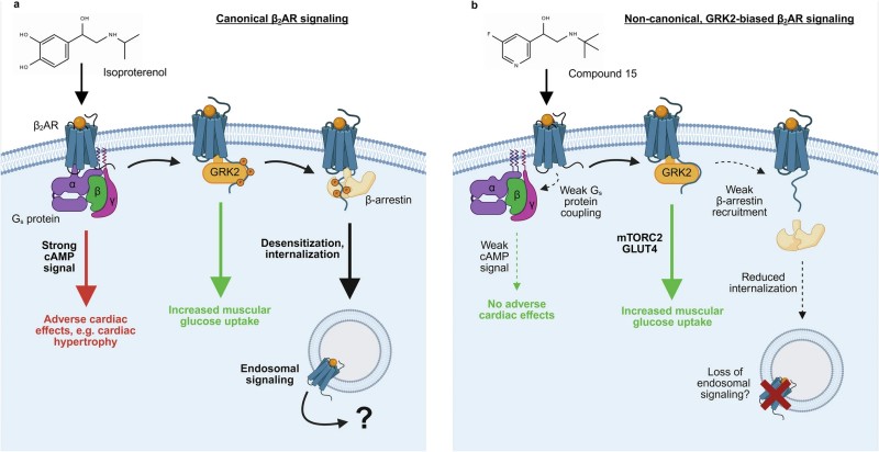 Distinct β2AR signaling mechanisms differentially regulate glucose metabolism and receptor activity. (Cullum & Bock, 2025)