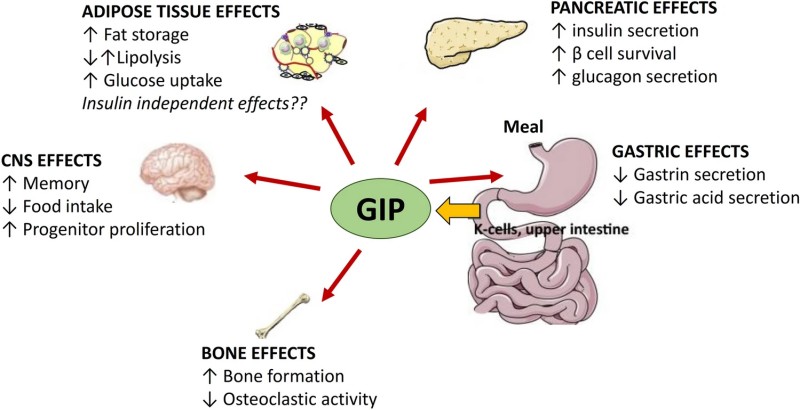 Glucose dependent insulinotropic peptide exerts metabolic effects across gastrointestinal and peripheral tissues. (Ciardullo, et al., 2024)