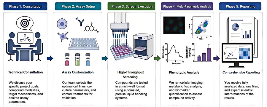 Process of our cell-based anti-obesity drug screening service (Protheragen).