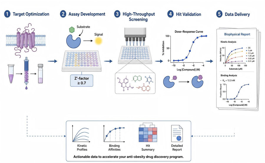 Process of our biochemical-based anti-obesity drug screening service (Protheragen).