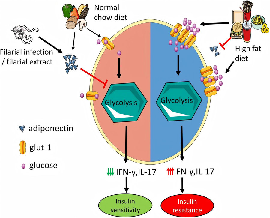 How adiponectin regulates pro-Inflammatory Th1/Th17 cells in obesity: filarial parasite compound improves insulin resistance. (Surendar, et al., 2019)