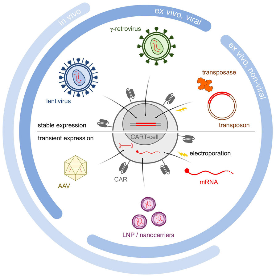 Schematic overview of major viral and non-viral transgene delivery platforms for CAR-T cell engineering, distinguishing stable genomic integration and transient CAR expression systems. (Rossi, et al., 2024).