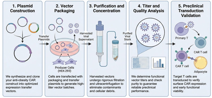 Process of our CAR gene packaging and delivery service. (Protheragen)