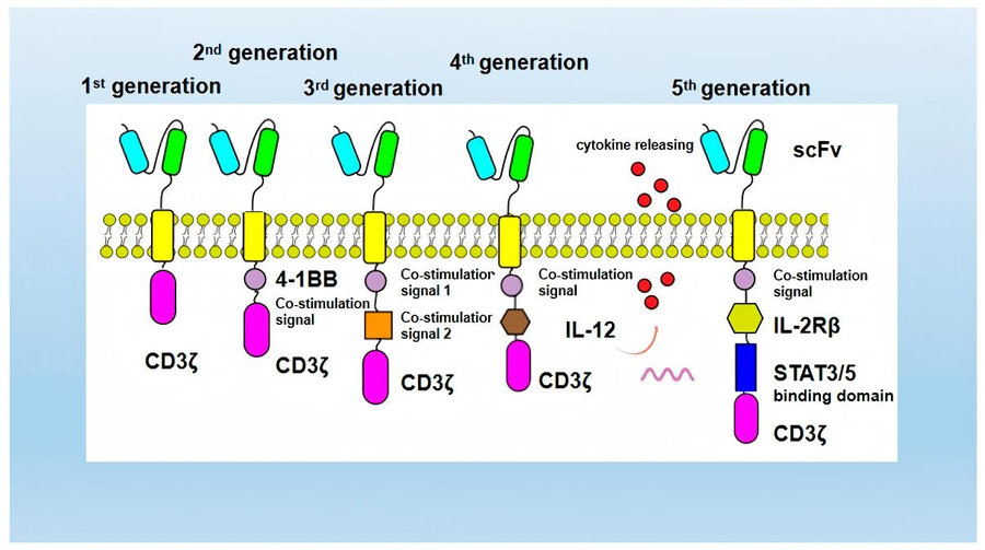 Comparison of five generations of CAR molecule designs for optimized CAR-T cell anti-tumor performance. (Cao, et al., 2025).