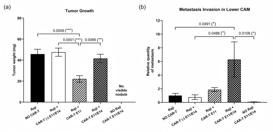 Divergent anti-tumour and metastatic outcomes of single and dual CD19 CAR-T treatments measured in ovo via chicken chorioallantoic membrane assay. (Wang, et al., 2026)