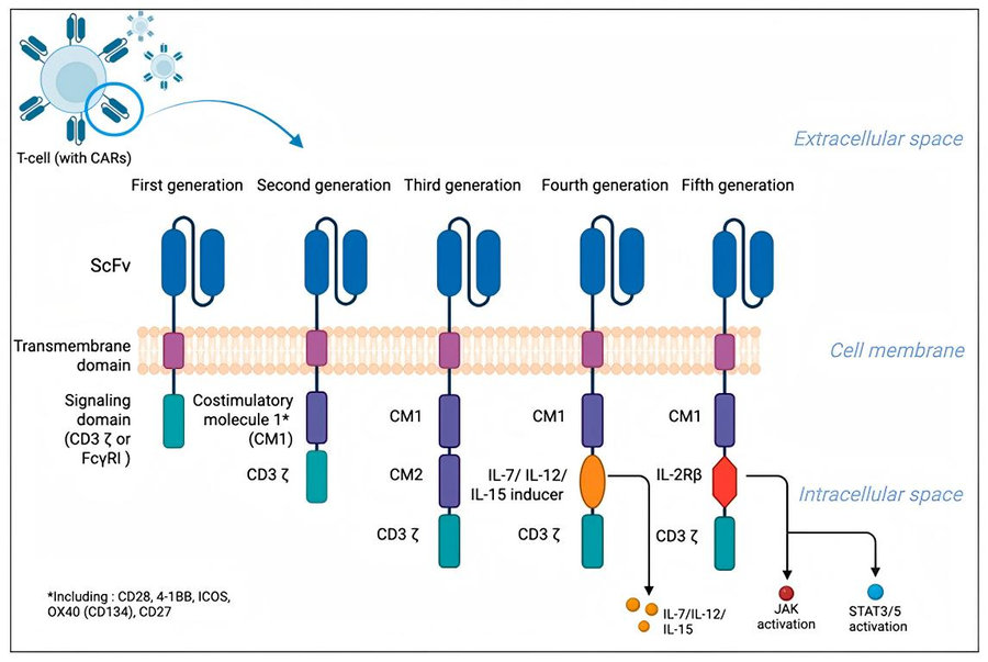 Schematic Comparison: 1st through 5th generation chimeric antigen receptors (CARs). (Ciosek, et al., 2026)