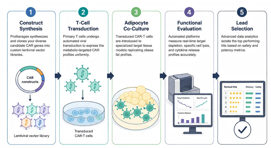 Process of our CAR-T Cell Screening Service. (Protheragen)