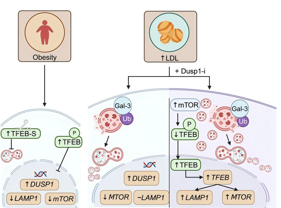 Pathway schematic showing how obesity and elevated LDL upregulate DUSP1 to suppress mTOR/TFEB-mediated lysosome biogenesis and impair natural killer cell cytotoxicity in populations with adverse social health determinants. (Baumer, et al., 2024)