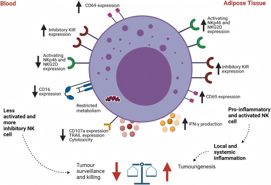 Dichotomous dysfunction profiles of natural killer cells in peripheral blood vs. visceral adipose tissue during obesity. (Mylod, et al., 2022)