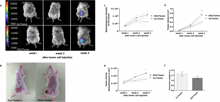 Obesity accelerates early postmenopausal breast tumor progression: bioluminescence and caliper tumor growth comparison in ovariectomized BALB/c mice. (Spielmann, et al., 2020)