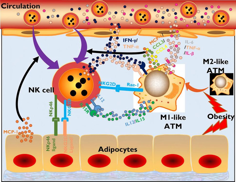 Mechanism diagram: NK cell-mediated onset of adipose tissue metabolic inflammation. (Li, et al., 2021)