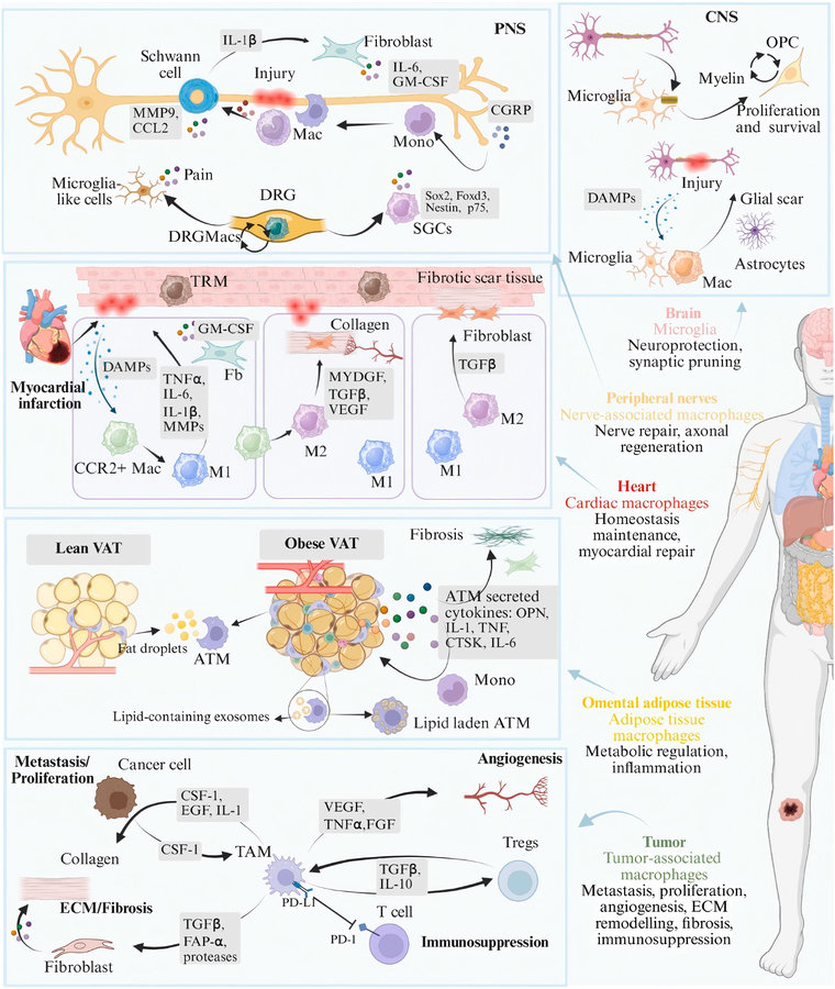 How macrophages reshape tissue matrix: novel therapeutic strategies for cancer, fibrosis & inflammatory disorders. (Dai, et al., 2026)