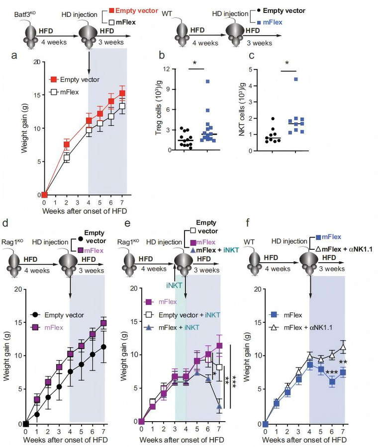 Batf3-dependent cDC1s maintain adipose homeostasis via NK1.1+ iNKT cells to prevent age-related metabolic disease. (Hernández-García, et al., 2022)