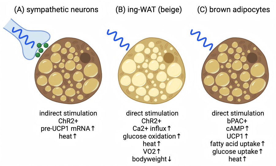 How light-controlled adipocytes fight obesity: UCP1 and calcium thermogenesis optogenetic breakthroughs. (Brown, 2023)