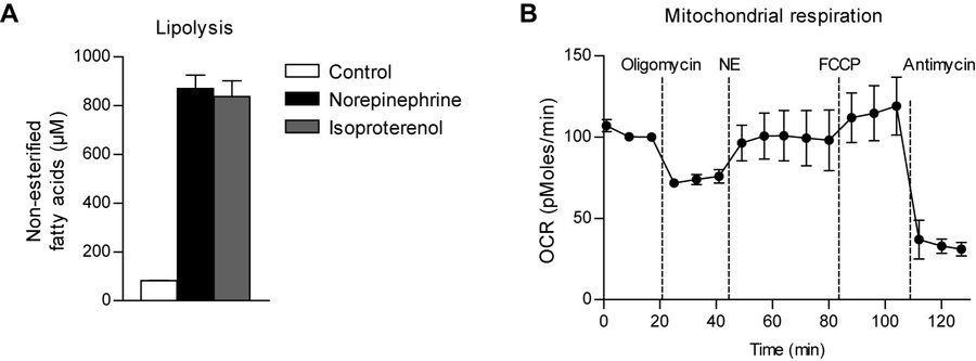 New bFGF-dependent brown adipocyte line (BATkl2): ideal cell model for UCP1 and fat metabolism studies. (Kindler, et al., 2019)