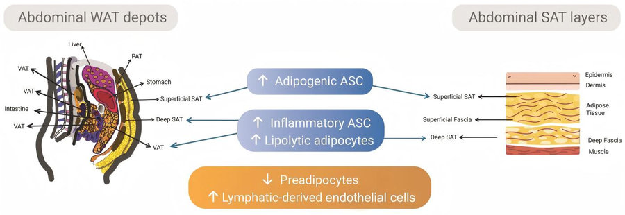 White adipose tissue heterogeneity: how ASC subpopulations & 3D organoids revolutionize obesity research. (Baptista, et al., 2023)