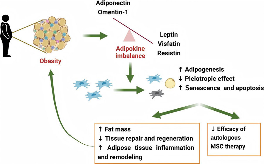 Obesity’s impact on MSCs: adipokine imbalance, stem cell dysfunction and new therapeutic opportunities. (Pham, et al., 2023)