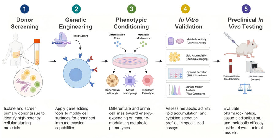 Process of our allogeneic cell therapy development service (Protheragen).