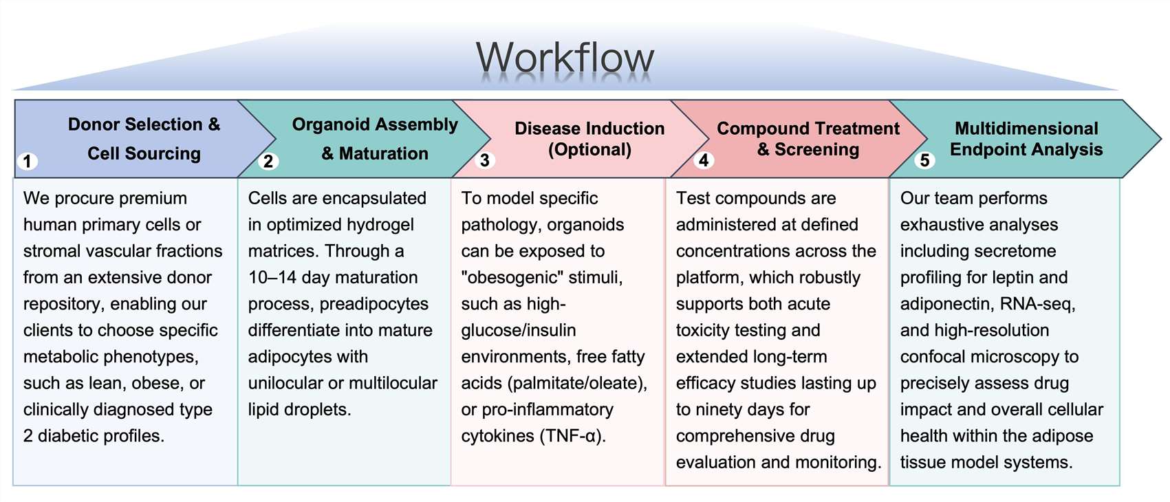 Process of our adipose tissue organoid modeling service. (Protheragen)