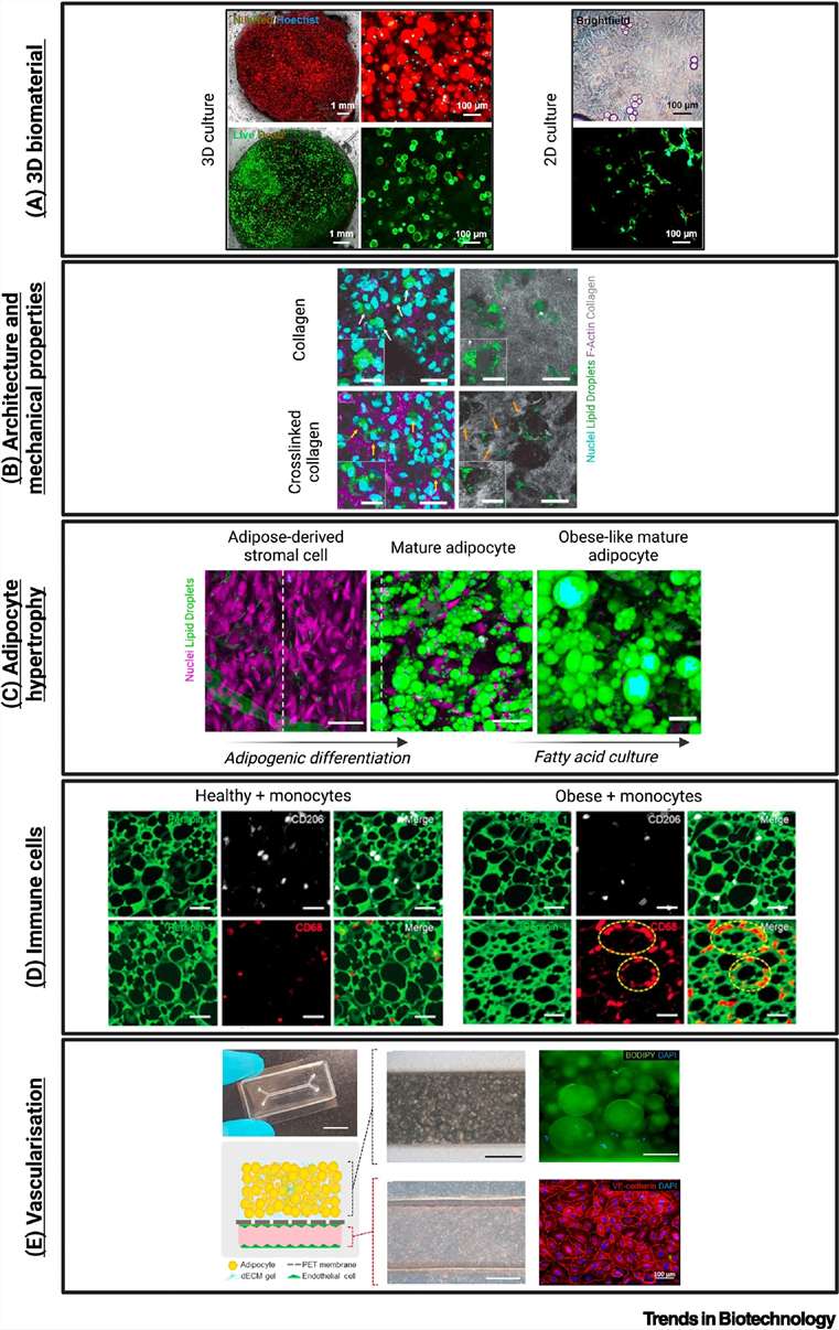Fig.1 shows 3D models of adipose tissue (for obesity research)