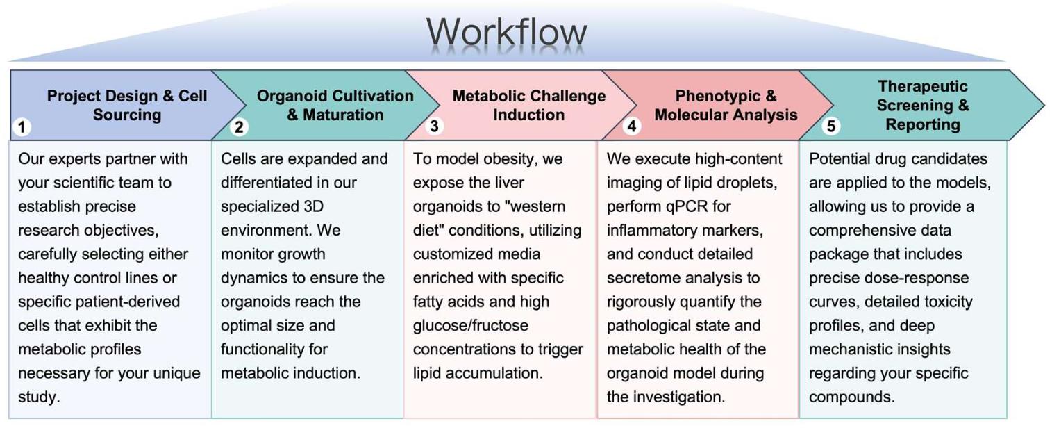 Our standardized workflow for preclinical liver organoid modeling in obesity research. (Protheragen)