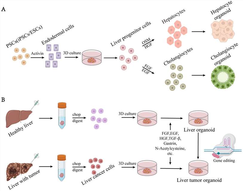 Fig.1 Liver organoid construction (A/B):A: PSCs → endodermal cells → 3D culture → liver progenitors → hepatocyte/cholangiocyte organoids (via growth factors).B: Healthy/tumor liver tissue → processed → 3D culture (±gene editing) → liver/tumor organoids. Used for liver disease modeling and cancer research. (Hu, et al. , 2024)
