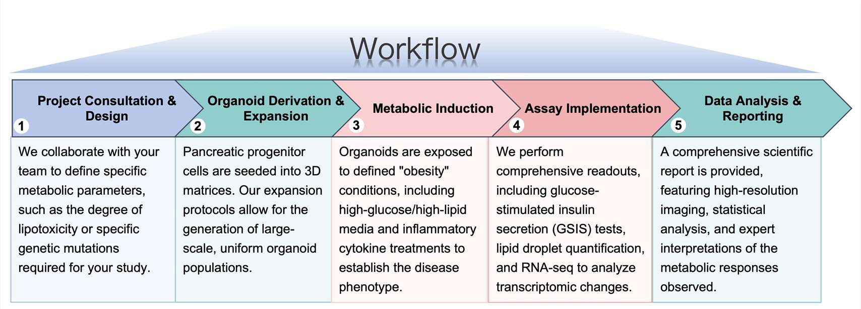 Our standardized workflow for preclinical pancreatic organoid modeling in obesity research. (Protheragen)