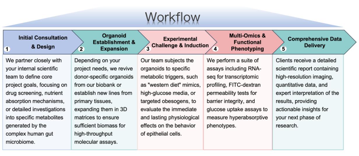 Comprehensive workflow for patient-derived intestinal organoid (PDO) biobanking and metabolic characterization. (Protheragen)