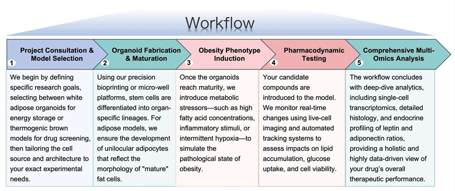 End-to-end precision workflow for obesity organoid modeling and analysis. (Protheragen)