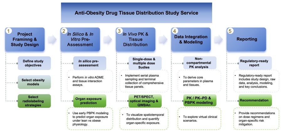 Process of our anti-obesity drug tissue distribution study service. (Protheragen)