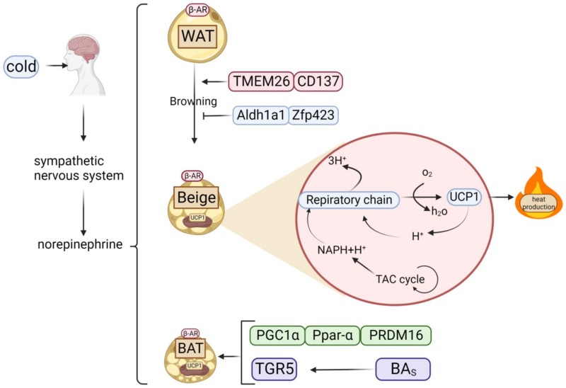 Fig.1 Diagram of fat types (WAT, BAT, beige) and how they make heat—cold triggers norepinephrine/β-AR, and beige/BAT use UCP1 for thermogenesis. (He, et al., 2024)