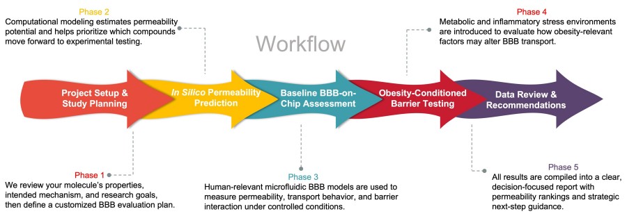 Process of our anti-obesity drug metabolite Study Service. (Protheragen)