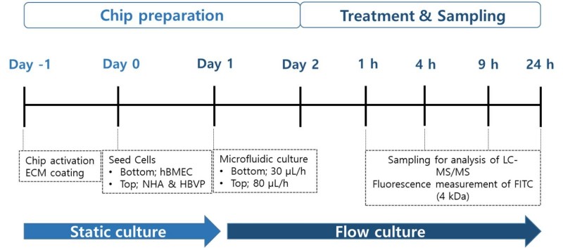 Fig.1 Timeline diagram outlining the workflow for a microfluidic blood-brain-barrier (BBB) chip experiment, divided into two phases: 'Chip preparation' (Day -1 to Day 2) and 'Treatment & Sampling' (1 hour to 24 hours). (Yang, et al., 2024)