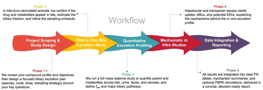 Process of our anti-obesity biliary excretion study service. (Protheragen)
